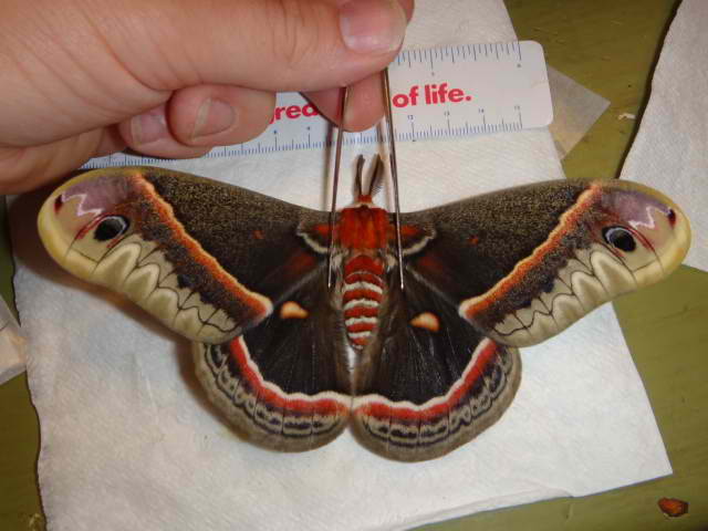 Hyalophora cecropia HUGE Moth Butterfly Aberration (Internet Image property of respective owner, non-commercial use only)